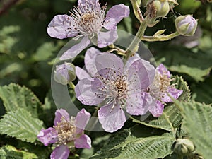 Flowers of holy bramble blooming in summer.