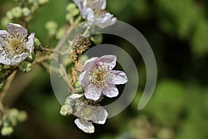 Flowers of holy bramble blooming in summer.