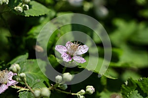 Flowers of holy bramble blooming in summer.