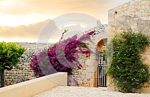 Flowers on home wall