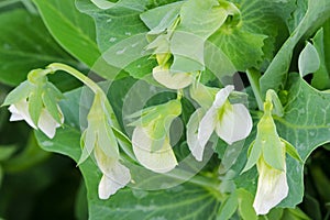 Flowers of homegrown sweet Green Peas