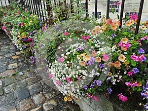 Flowers in Honfleur, France