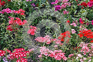 Flowers. Horizontal image of varietal carnations