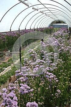 Flowers in hothouse