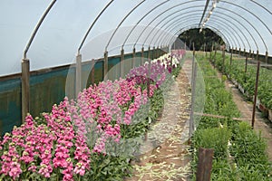 Flowers in hothouse