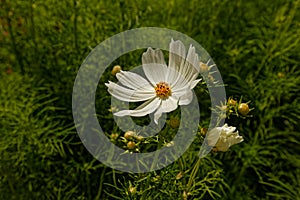 Flowers in hothouses near Worcester, Breede River Valley, South Africa