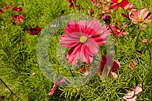 Flowers in hothouses near Worcester, Breede River Valley, South Africa