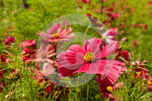 Flowers in hothouses near Worcester, Breede River Valley, South Africa