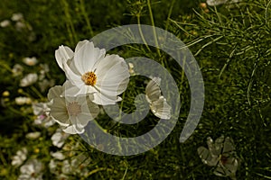 Flowers in hothouses near Worcester, Breede River Valley, South Africa