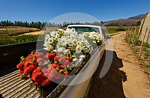 Flowers in hothouses near Worcester, Breede River Valley, South Africa