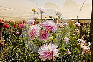 Flowers in hothouses near Worcester, South Africa