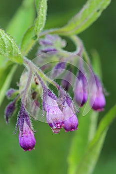 Flowers of houndstongue covered morning dew