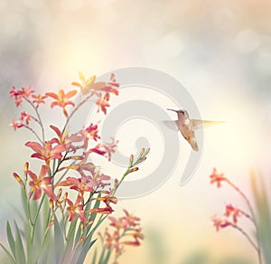 Flowers and a hummingbird