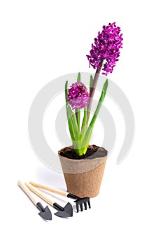 Flowers Hyacinth In Pot And Tools Isolated On White Background