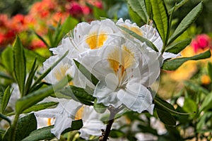 Flowers of hybrid rhododendron cultivar Juck Brydon close-up.