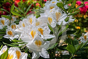 Flowers of hybrid rhododendron cultivar Juck Brydon close-up.