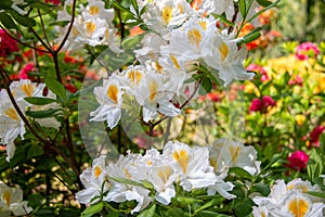 Flowers of hybrid rhododendron cultivar Juck Brydon close-up.