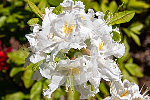 Flowers of hybrid rhododendron cultivar Juck Brydon close-up. Evergreen shrub.