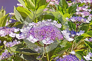 Flowers of Hydrangea aspera in garden photo