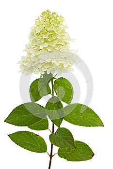 Flowers of hydrangea closeup, lat. Hydrangea paniculata, isolated on white background