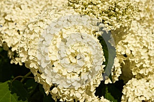 Hydrangea arborescens flowers