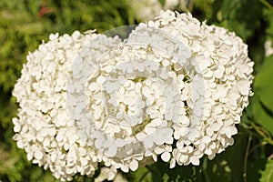Hydrangea arborescens flowers