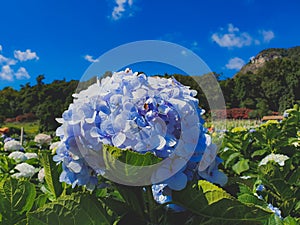 Flowers Hydrangea sincerity Mountain florists