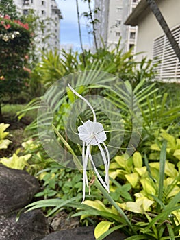 Flowers - Hymenocallis littoralis