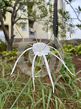 Flowers - Hymenocallis Littoralis