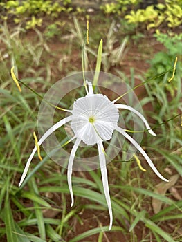 Flowers - Hymenocallis Littoralis