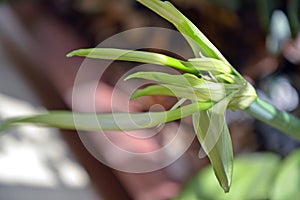 Flowers - Hymenocallis littoris - Spider Lily - Italy