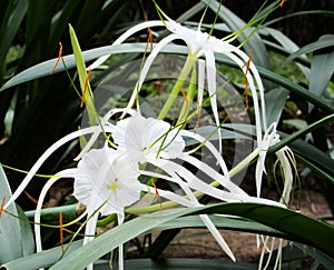 Flowers from the Hymenocallis plant or beach spider lily that are in full bloom in the hotel garden.