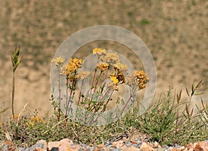 Flowers of Hypericum plant