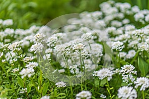 Flowers in the Iberis flower bed. Greening the urban environment. Background with selective focus