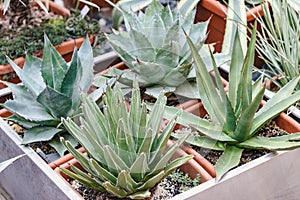 Flowers. Image of Agave set in greenhouse