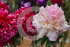 Flowers. Image of beautiful peonies at exhibition