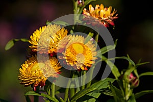 Flowers of immortelle