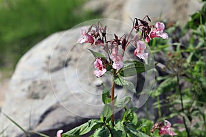 Flowers of Impatiens glandulifera Himalayan Balsam photo