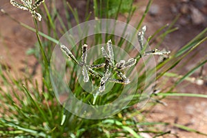 Flowers of Indian goosegrass, Eleusine indica