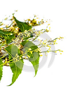 Flowers of Indian lilac isolated on white.