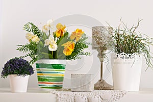 Flowers and indoor plants on white wall background