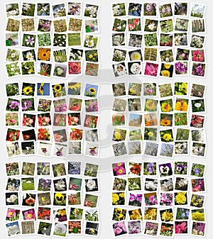 Flowers and insect postcards