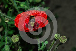 Flowers and insects. Pollination of flowers by insects. Bumblebee Latin: Bombus on red flowers poppy Latin: Papaver in garden