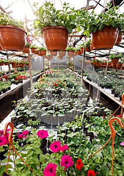 Flowers inside a garden center greenhouse, wide angle photo