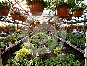 Flowers inside a garden center greenhouse, wide angle photo