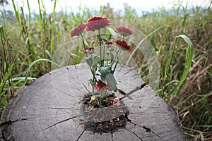Flowers inside tree stem