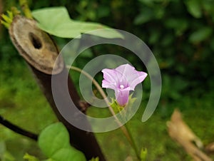 The flowers of the Ipomoea triloba plant are beautiful purple