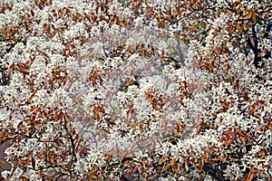 Flowers Irga Canadian Amelanchier canadensis L. Medik.. Background