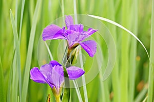 The flowers of Iris\' Bryced Leigh\'