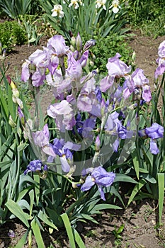 Flowers of Iris germanica in shades of violet in May